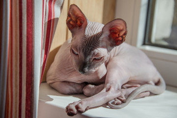 Small Sphinx cat sitting by the window in the spring sunshine