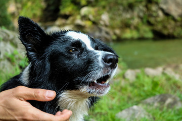 Primo piano dello sguardo attento di un giovane border collie, animali e natura 