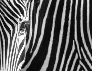 Fototapeta na wymiar Zebra black and white patterns