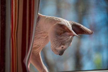 Small Sphinx cat is playing at a window in the spring sunshine