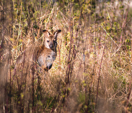 Wallaby hidden in the grass at nature park