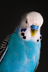 Naklejka premium Blue Parakeet pet close-up dark background