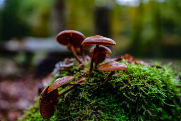 Mushrooms in the forest