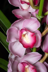 シンビジウム（Cymbidium）