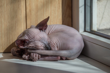 Small Sphinx cat is sleeping by the window in the spring sunshine