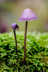 Mushroom close up in forest