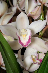 シンビジウム（Cymbidium）