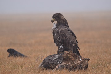 Orzeł bielik czyści pióra © Katarzyna