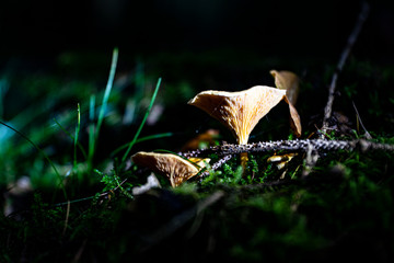 Mushrooms in the forest