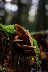 Mushrooms in the forest