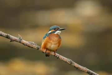 A common kingfisher sitting on a branch