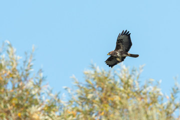 A common buzzard flying in the evening sun