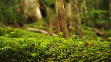 苔の森