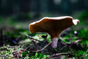 Mushrooms in the forest