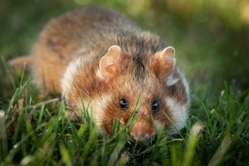 A European hamster in a meadow looking for food