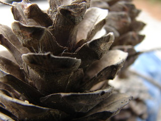 Brown pine cone. Woody fruit of conifer tree. Nature and botany theme.