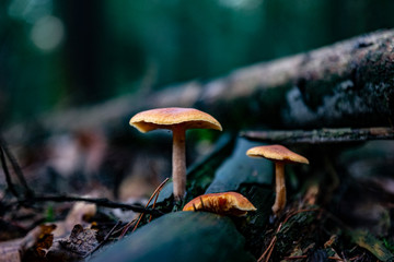 Mushrooms in the forest