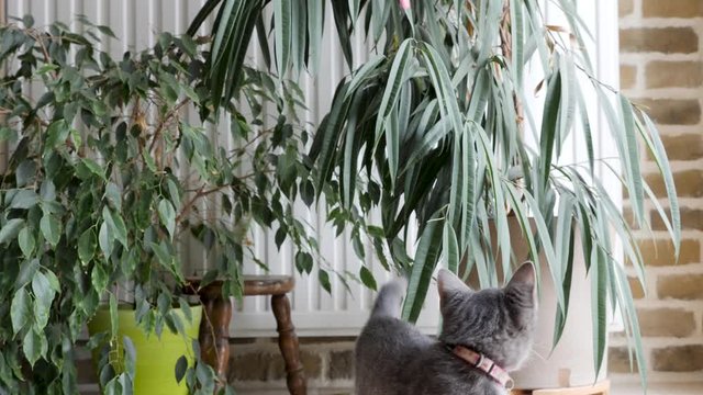 A tiger grey kitten is playing with a stuffed mouse.
He jumps, he grabs it, he misses it, he chases it, he has fun