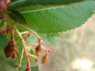 Landscape of nature background and beautiful pink and red cosmos flower field