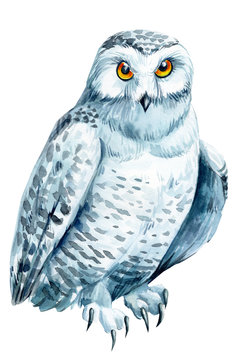 polar owl on an isolated white background, watercolor illustration
