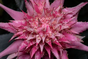 シマサンゴアナナス Aechmea fasciata 