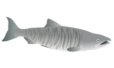 Illustration of a salmon in spawning season