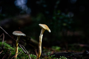 Mushrooms in the forest