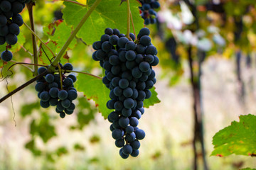 Close-Up Of Grapes Growing In Vineyard, Italy. Tuscany grape vineyard in Chianti region