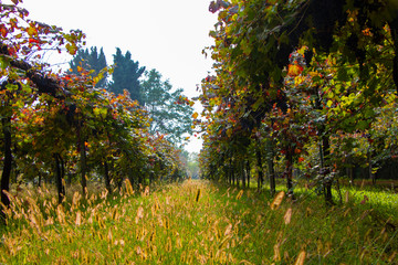 Obraz premium Vineyard and olive wood landscape. Rolling hills of Tuscan vineyards in the Chianti wine region. beautiful natural landscape in Italy. Harvest season