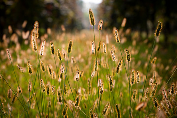 Morning in the vineyard, close-up photo of the juicy foliage, beautiful sunlight