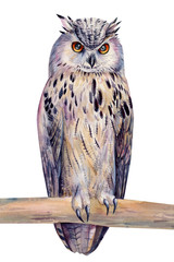 polar owl on an isolated white background, watercolor illustration