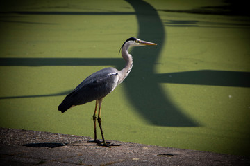 Grey heron - urban habitant of Netherlands, typical Dutch bird.Closeup image of the bird