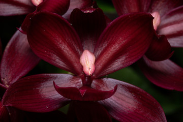 Cycds.Wine Delight シクノデス　ワインデライト