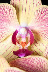 シンビジウム（Cymbidium）