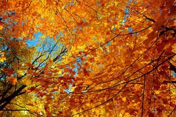 Maple tree in autumn, Beautiful Colorful Autumn Leaves  ,USA