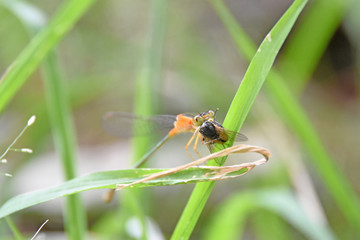 The orange dragonfly eats prey on the green grass. - Powered by Adobe