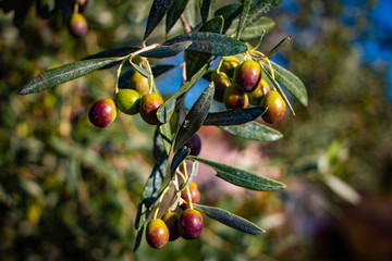 Fresh olives close-up photo. harvest season in Tuscany, Italy. Olive oil agricultural field