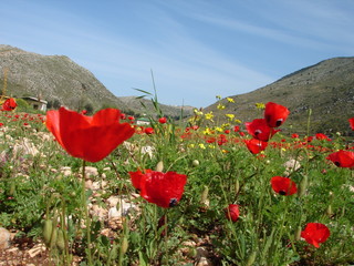 Beautiful landscapes in South Lebanon Middle east