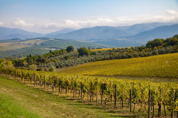 Fototapeta na wymiar Vineyard and olive wood landscape. Rolling hills of Tuscan vineyards in the Chianti wine region. beautiful natural landscape in Italy. Harvest season