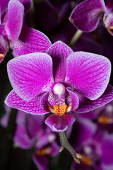 Cattleya カトレヤ