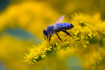 Honey Bee on Yellow Flower, Close Up Macro