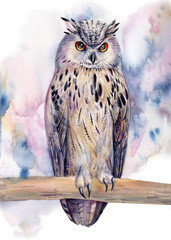 polar owl on an isolated white background, watercolor illustration