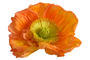 Mohnblüte