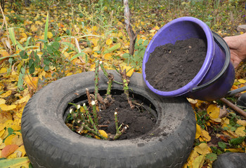 Gardener making shelter for roses winter protection with dirt and car tire. Insulate roses for winter.