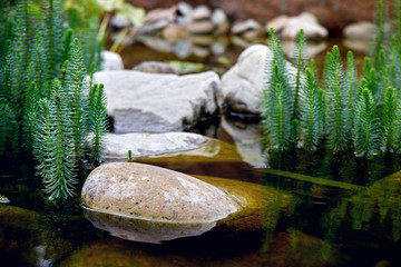 Water plant sodzona grows on the lake. Beautiful needles.