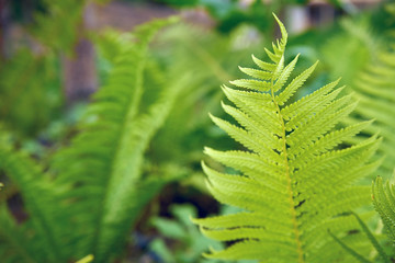 beautiful green plant. fern leaf. Fresh ecological, clean