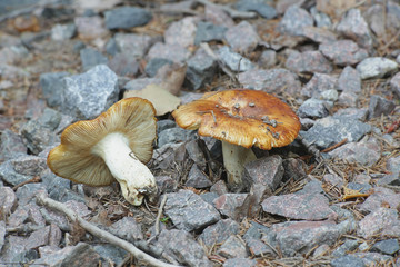 Russula foetens, known as the stinking russula, wild mushroom from Finland