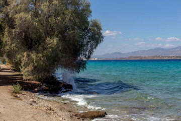 Fototapeta na wymiar Large trees (Tamarix) grow on a pebble beach near the water