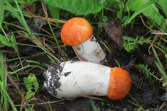Leccinum aurantiacum, known as orange bolete or red-capped scaber stalk, wild edible mushroom from Finland