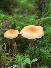 Cystoderma amianthinum, commonly called the saffron parasol, the saffron powder-cap, or the earthy powder-cap